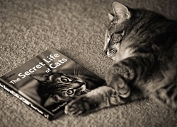 Książka, Kot, Śpiący