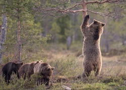 Niedźwiedzie, Brunatne, Drzewo