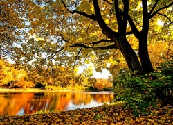 Jesień, Drzewa, Rzeka, Liście
