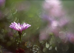 Aster, Fioletowy, Bokeh