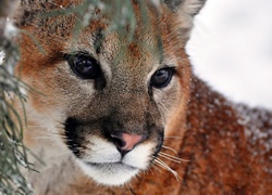 Puma, Zbliżenie