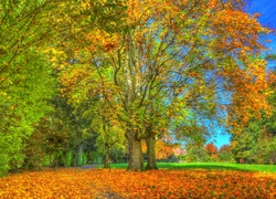 Jesień, Drzewa, Liście, Trawa