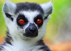 lemur