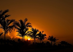 Zachód Słońca, Palmy