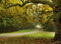 Jesień, Park, Mgła, Drogi, Drzewa