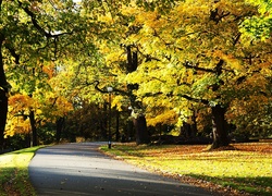 Park, Jesień, Alejka, Drzewa, Droga