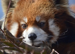 Czerwona, Panda, Pandka ruda