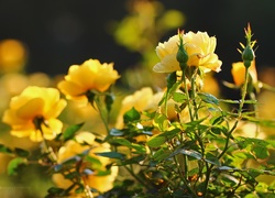 Żółte, Róże, Kwiaty