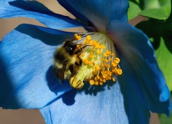 Makro, Niebieski, Kwiat, Pszczoła