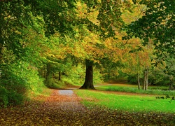 Jesień, Park, Droga, Drzewa