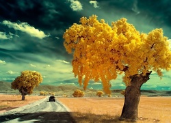 Żółte, Kwitnące, Drzewa, Droga, Pola, Czarne, Chmury