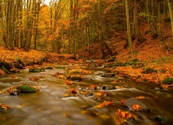 Las, Jesień, Rzeka, Liście