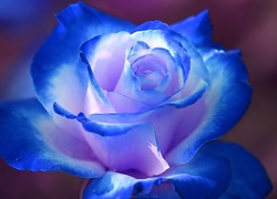 Niebieska, Róża