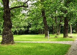 Park, Przy Pałacu, Natolin, Dęby