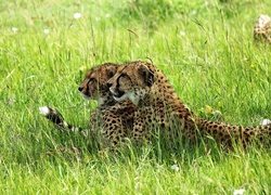 Gepardy, Trawa