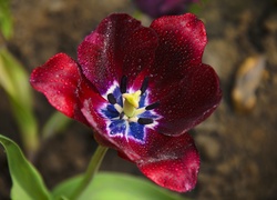 Czerwony, Tulipan, Krople