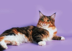 Kot Maine coon