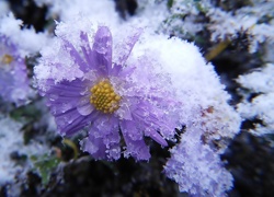 Śnieg, Lód, Aster