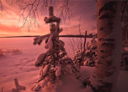 Drzewa, Śnieg, Zima, Sosna, Zachód słońca