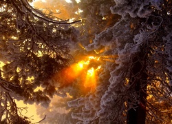 Drzewa, Śnieg, Las, Mgła, Przebijające Światło, Zima
