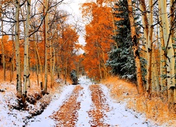 Las, Droga, Jesień, Pierwszy, Śnieg, Brzozy
