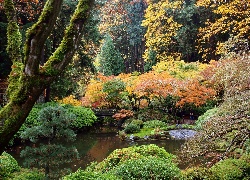 Japoński, Ogród, Staw, Mostek, Park, Portland, Oregon