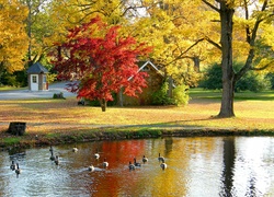 Park, Staw, Gęsi, Domek, Drzewa, Liście