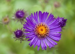 Kwiat, Fioletowy, Aster