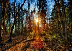 Las, Promienie, Słońca, Drzewa