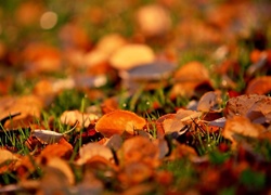Jesień, Liście, W Trawie, Rozmycie