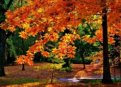 Jesień, Las, Światło, Cień