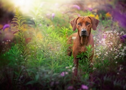 Pies, Rhodesian ridgeback, Rośliny, Łąka