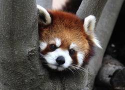 Panda, Czerwona, Drzewo, Pandka ruda