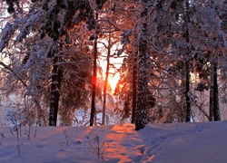 Zima, Śnieg, Las, Drzewa, Zachód, Słońca, Blask