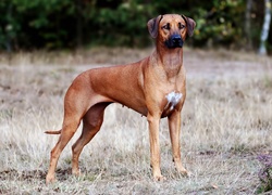 Rhodesian ridgeback, Trawa, Rozmycie