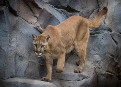 Puma, Skały