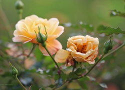 Róże, Żółte, Kwiaty