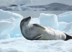 Foka, Lód, Antarktyda
