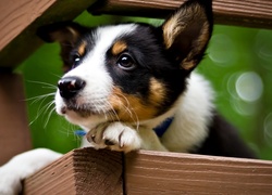 Pies, Szczeniak, Jack Russell terrier