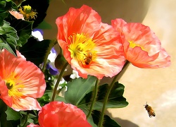 Kwiaty, Maki, Pszczoły, 2D