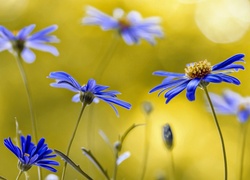 Makro, Niebieskie, Kwiatki