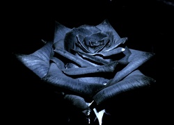 Czarna, Róża
