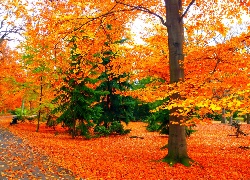 Jesień, Park, Alejka