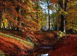 Park, Jesień, Kolorowe, Liście, Drzewa