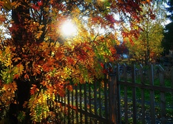 Jesień, Ogród, Drzewo, Słońce