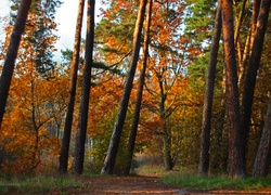 Las, Ścieżka, Sosny, Jesień