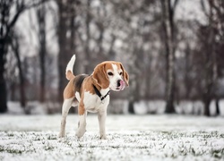 Beagle, Drzewa, Zima, Rozmycie