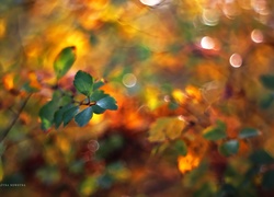 Zielone, Liście, Bokeh