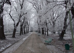 Zima, Park, Aleja, Ławki