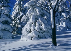 Zima, Ośnieżone, Drzewa, Świerki